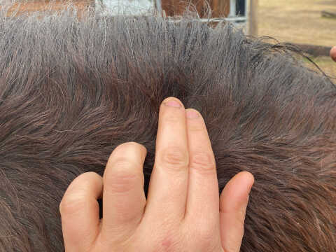 DERFEN™ CLEAR LOTION ANIMADERM