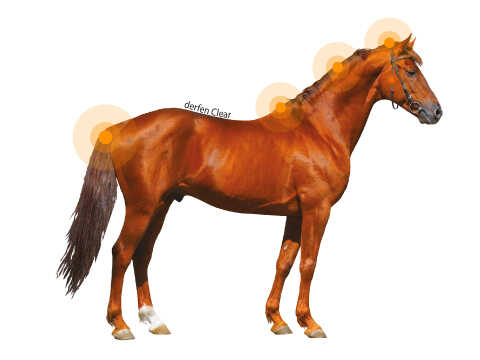 DERFEN™ CLEAR LOTION ANIMADERM